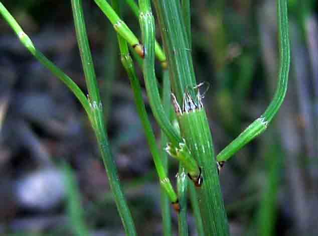 Equisetum ramosissimum subsp. ramosissimum