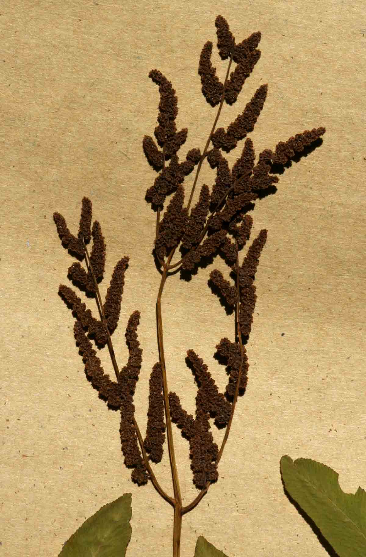 Osmunda regalis Osmunda regalis