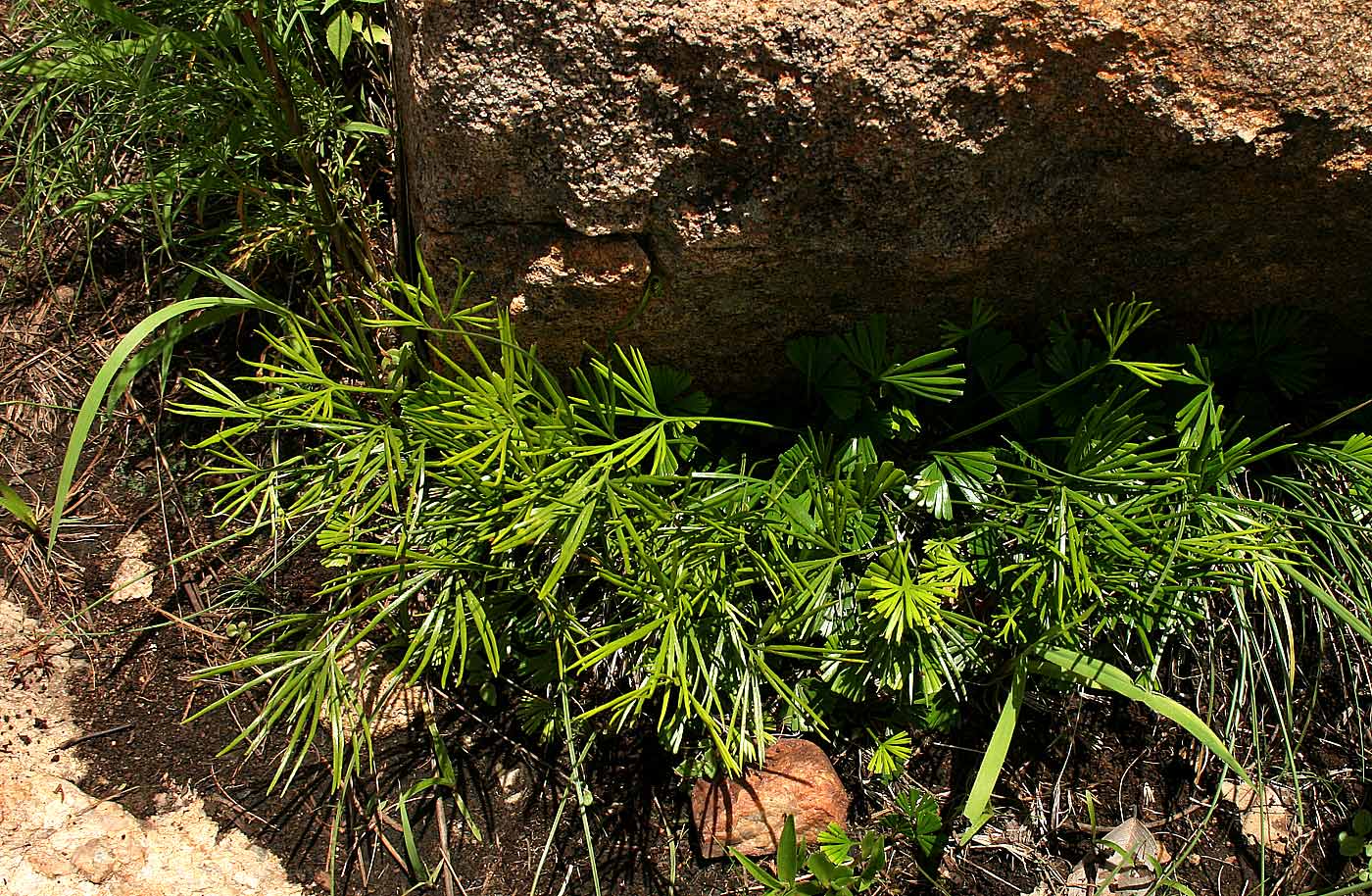 Actiniopteris dimorpha subsp. dimorpha Actiniopteris dimorpha subsp. dimorpha