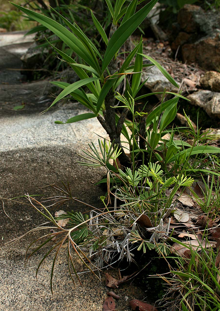 Actiniopteris dimorpha subsp. dimorpha Actiniopteris dimorpha subsp. dimorpha