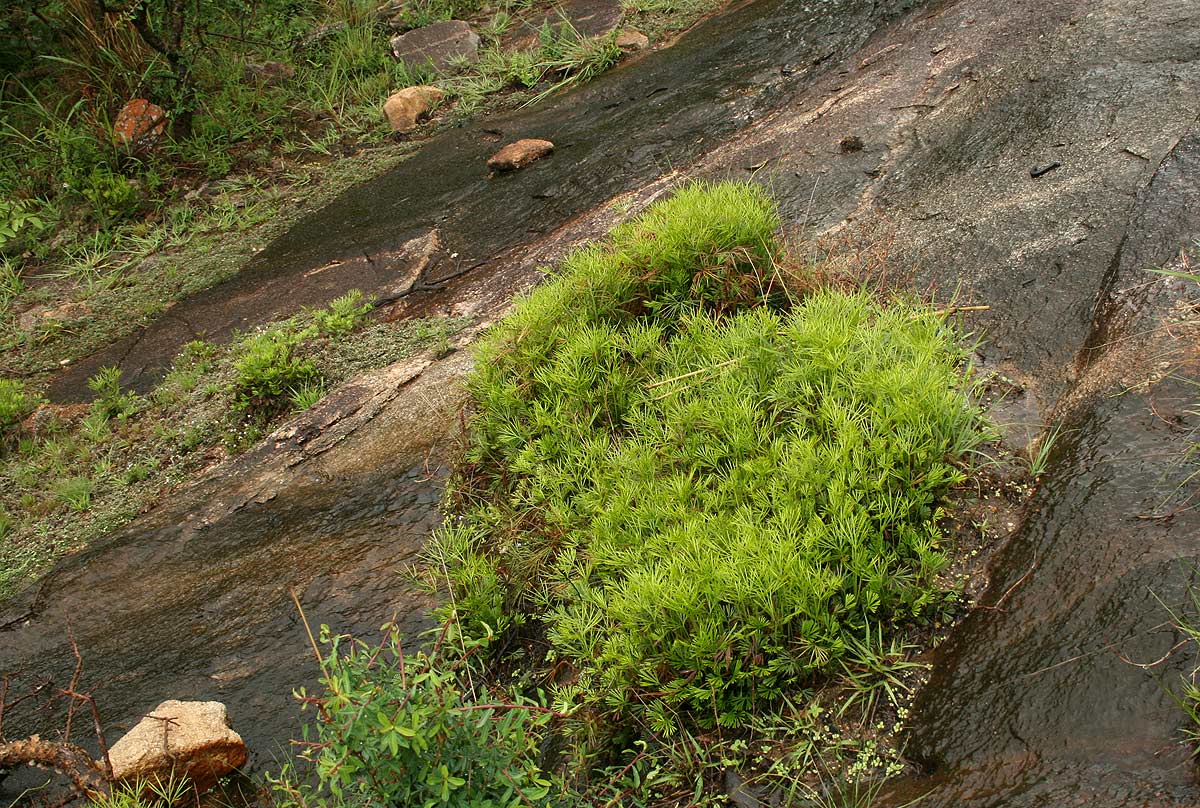 Actiniopteris dimorpha subsp. dimorpha Actiniopteris dimorpha subsp. dimorpha