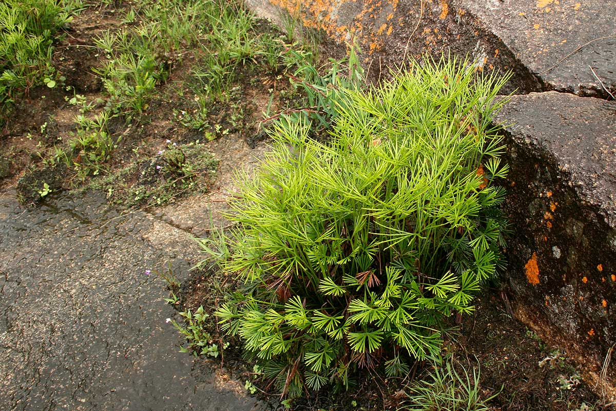 Actiniopteris dimorpha subsp. dimorpha Actiniopteris dimorpha subsp. dimorpha