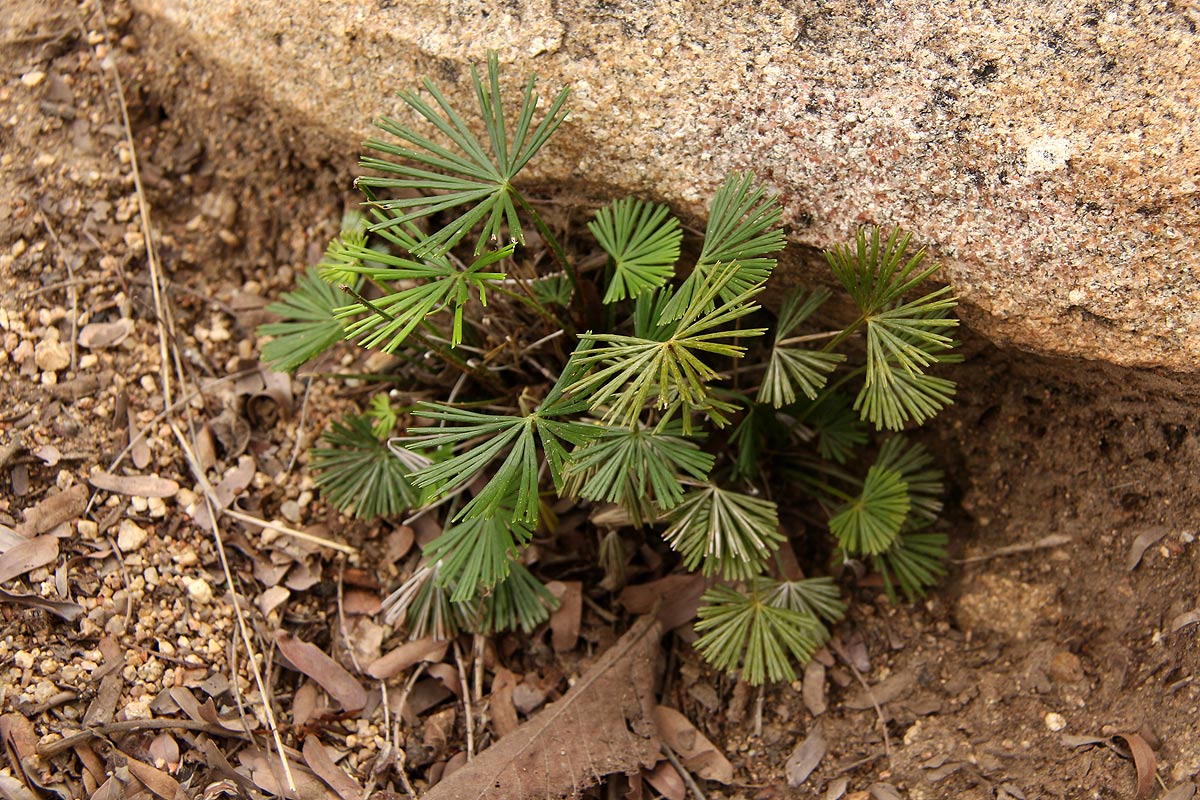 Actiniopteris radiata Actiniopteris radiata