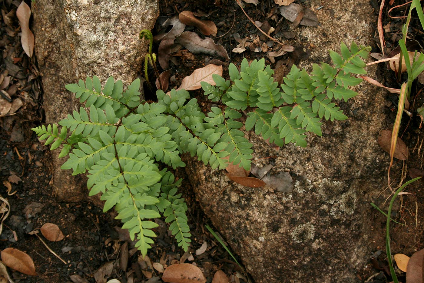 Cheilanthes involuta var. obscura Cheilanthes involuta var. obscura