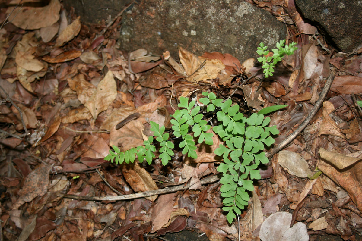 Cheilanthes involuta var. obscura Cheilanthes involuta var. obscura