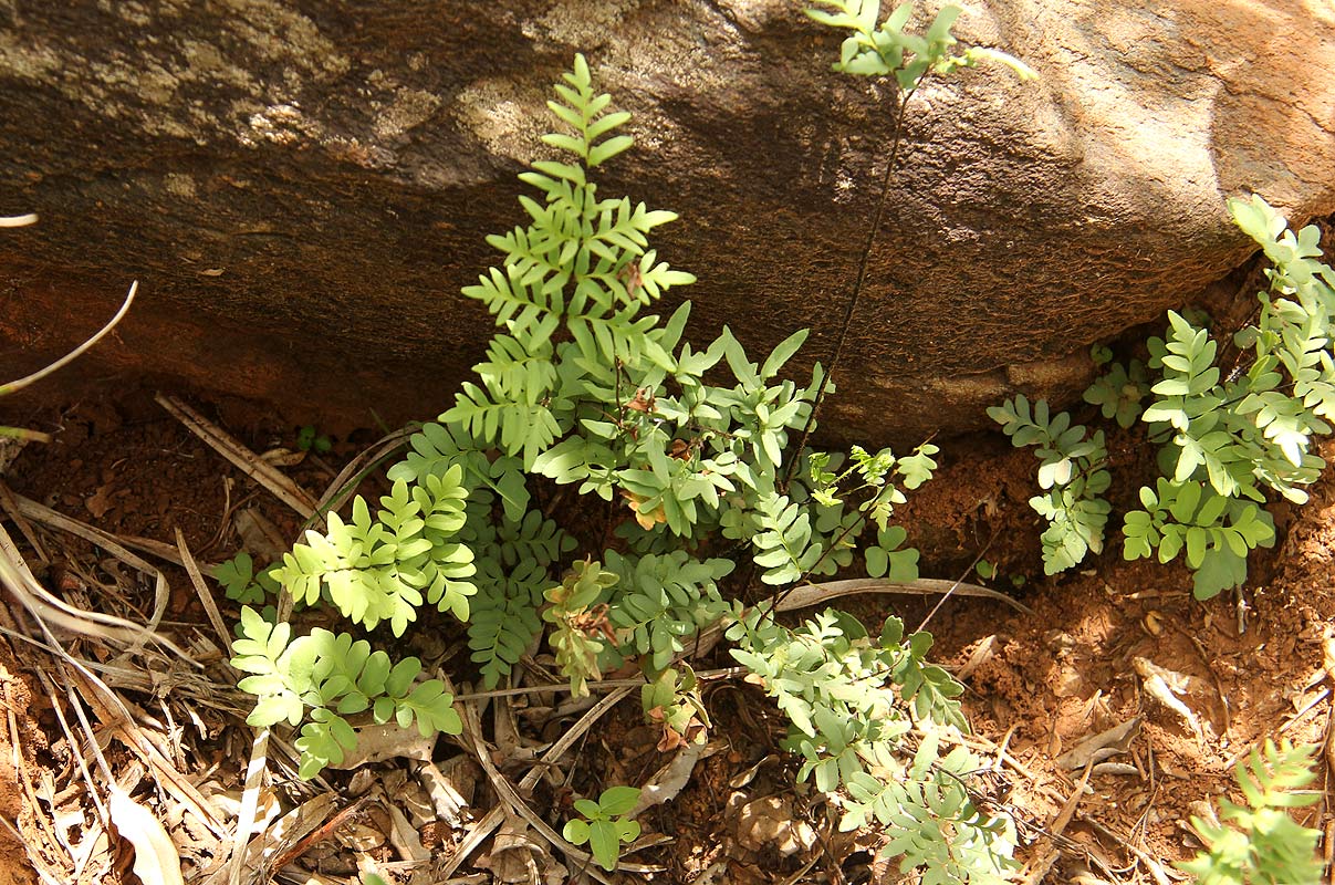 Cheilanthes involuta var. obscura Cheilanthes involuta var. obscura