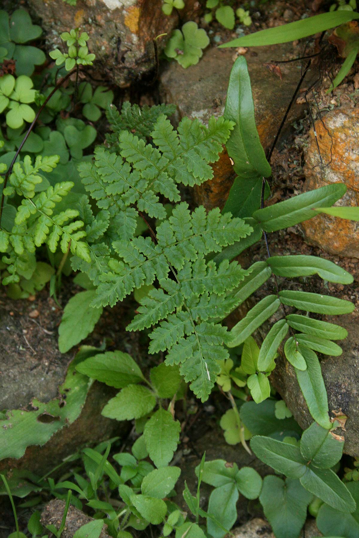 Cheilanthes multifida Cheilanthes multifida