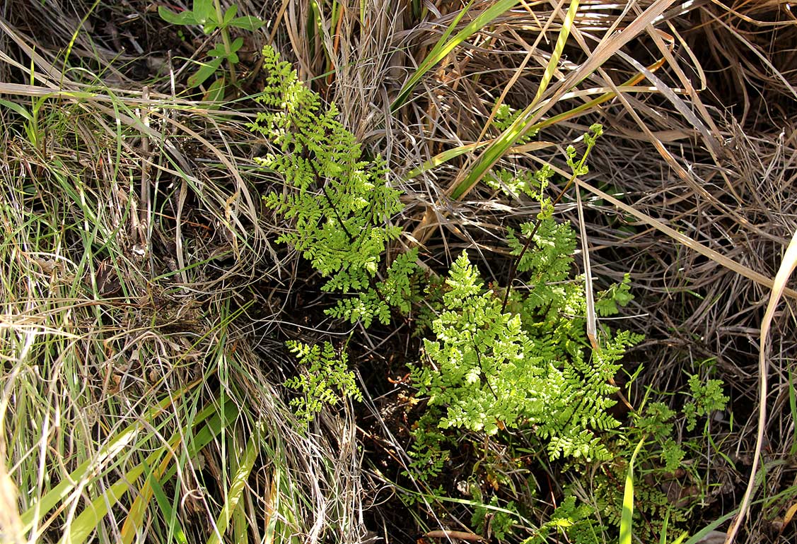 Cheilanthes multifida Cheilanthes multifida