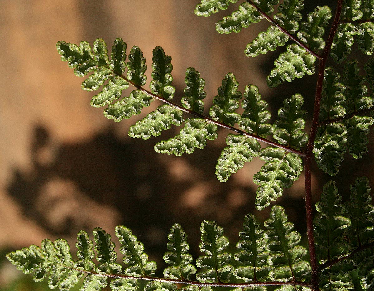 Cheilanthes multifida Cheilanthes multifida