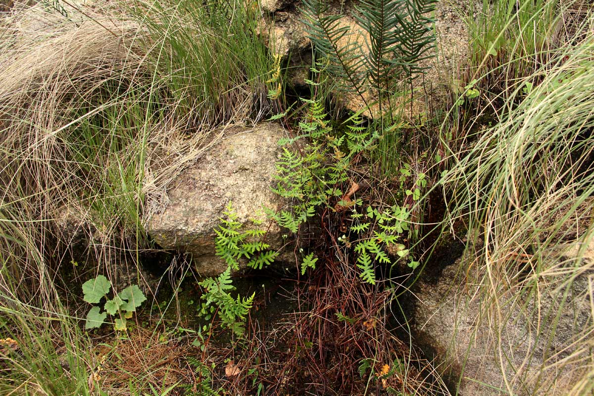 Aleuritopteris welwitschii Aleuritopteris welwitschii