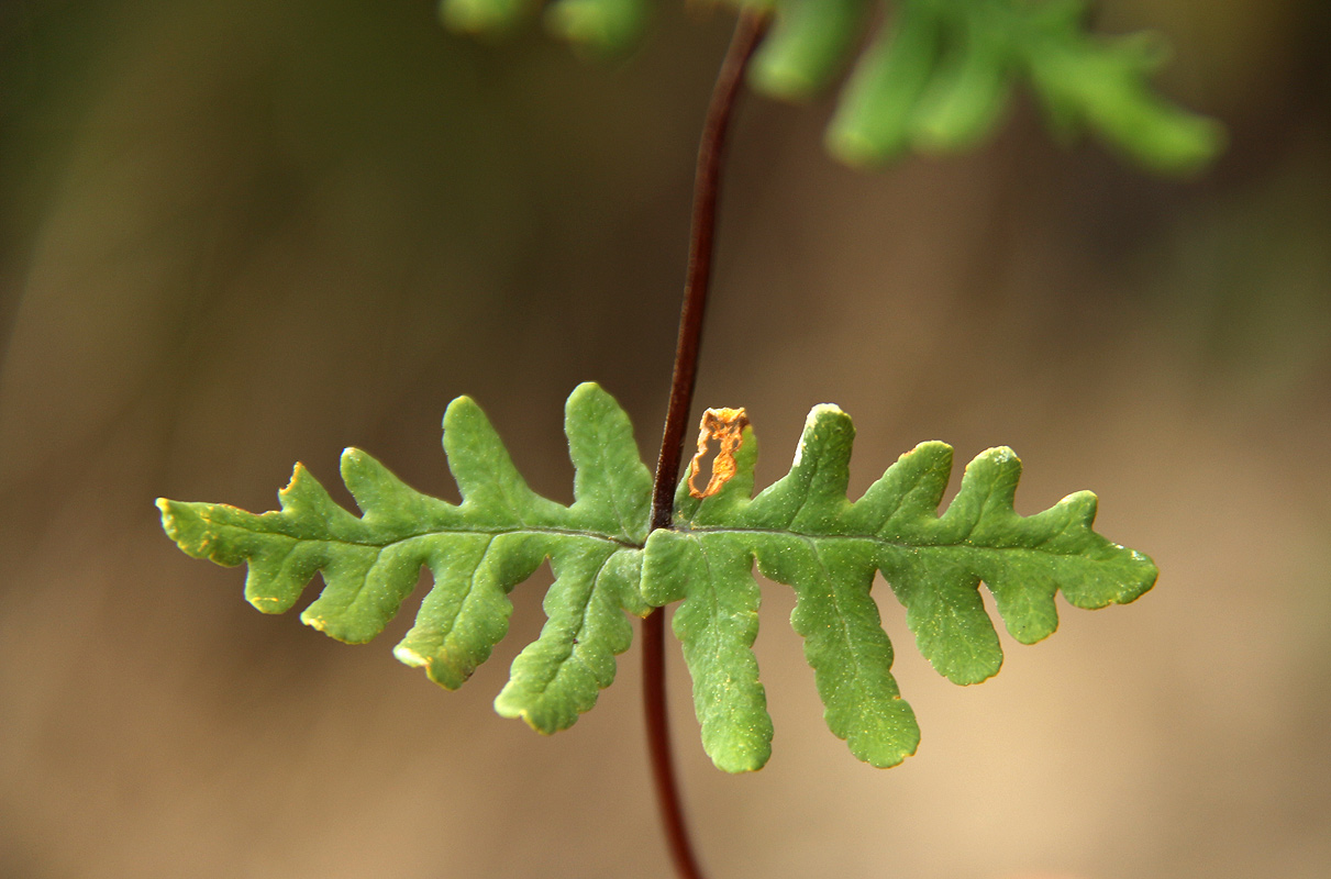 Aleuritopteris welwitschii Aleuritopteris welwitschii