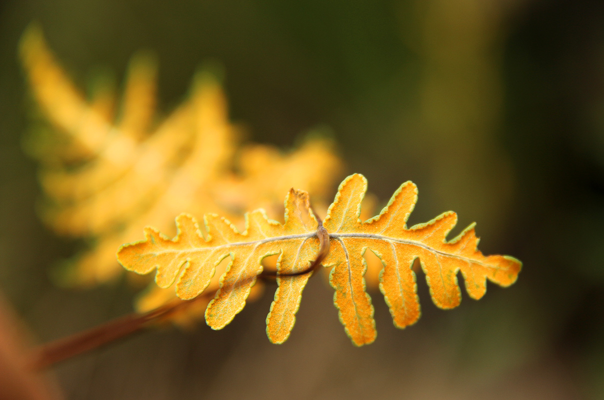 Aleuritopteris welwitschii Aleuritopteris welwitschii