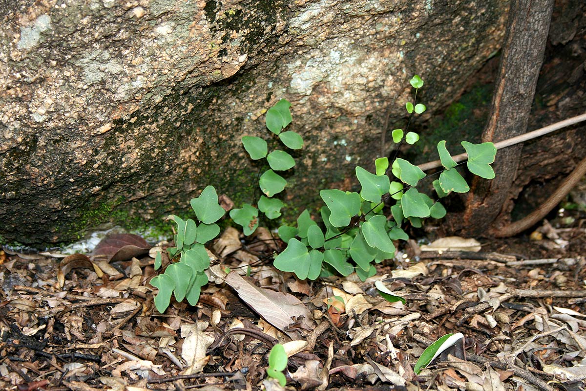Pellaea calomelanos var. calomelanos Pellaea calomelanos var. calomelanos