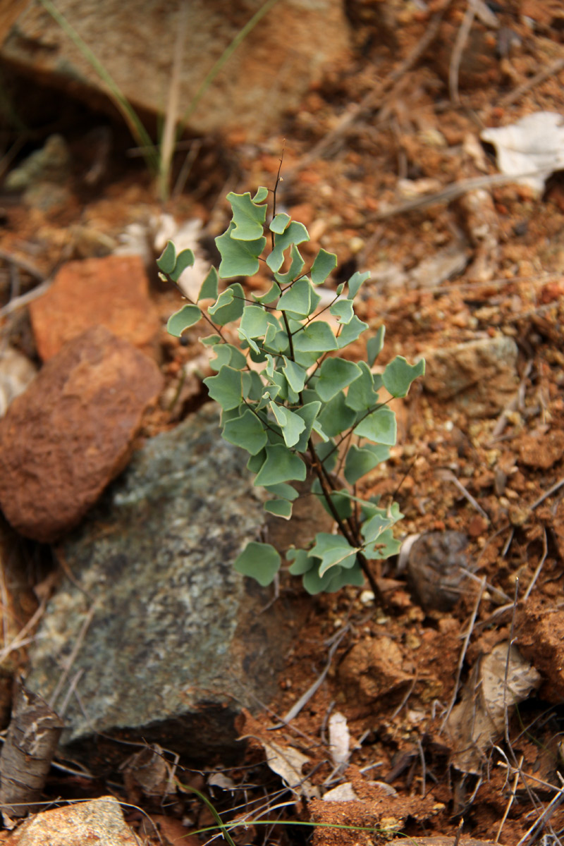 Pellaea calomelanos var. calomelanos Pellaea calomelanos var. calomelanos