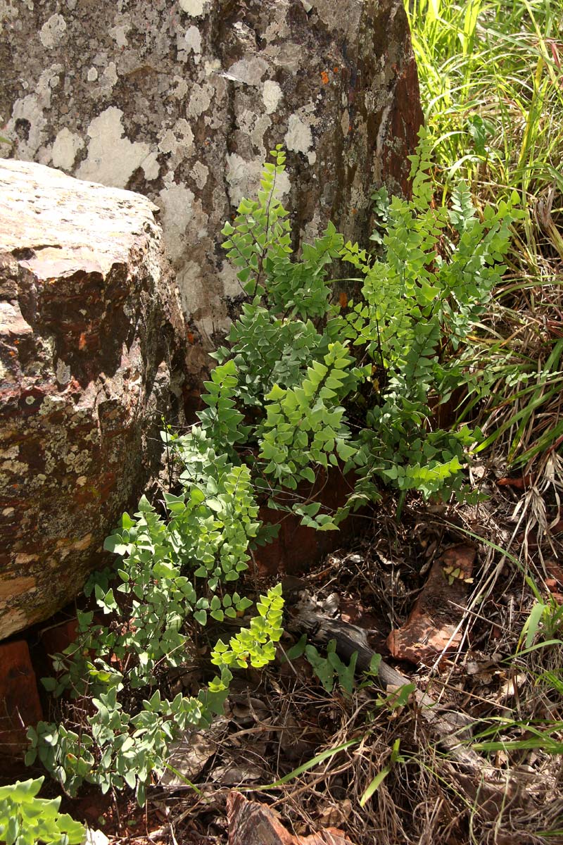 Pellaea calomelanos var. calomelanos Pellaea calomelanos var. calomelanos
