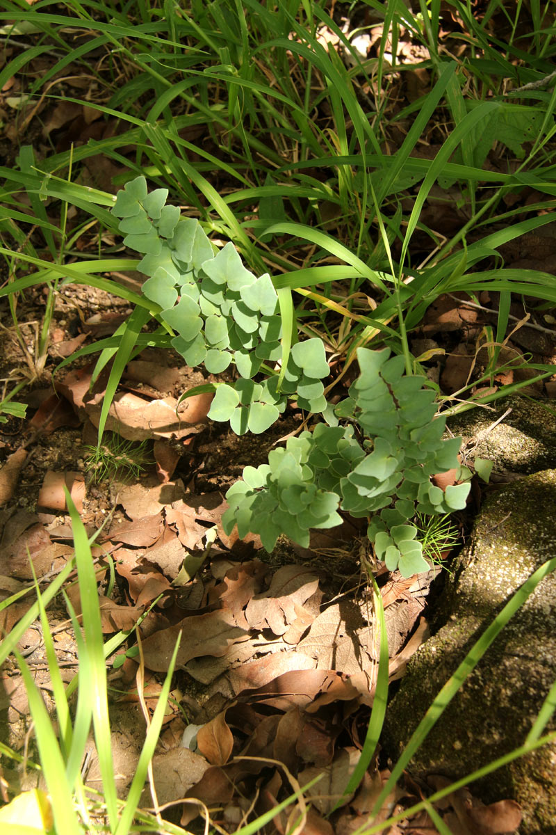 Pellaea calomelanos var. calomelanos Pellaea calomelanos var. calomelanos