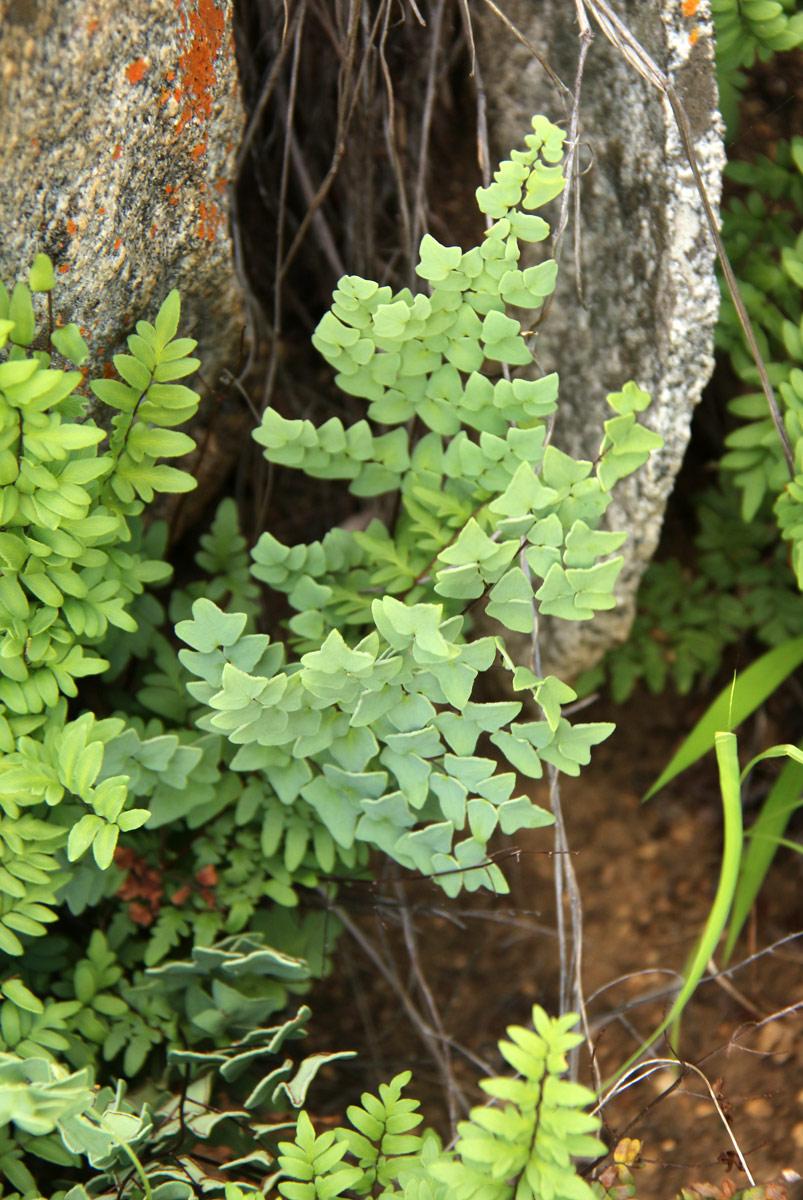Pellaea calomelanos var. calomelanos Pellaea calomelanos var. calomelanos