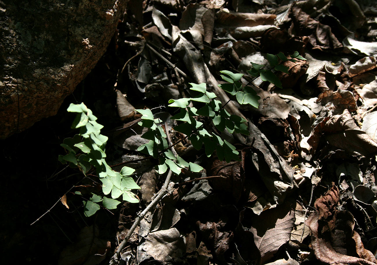 Pellaea calomelanos var. calomelanos Pellaea calomelanos var. calomelanos