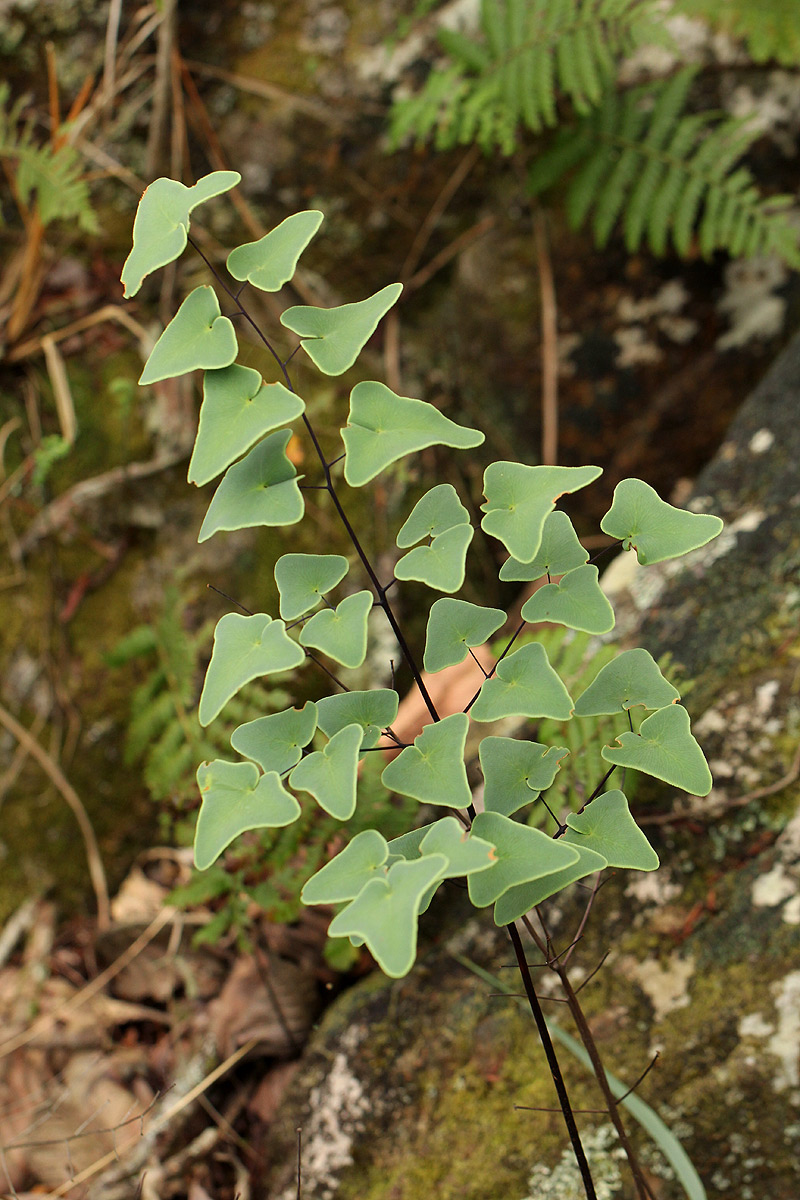 Pellaea calomelanos var. swynnertoniana Pellaea calomelanos var. swynnertoniana