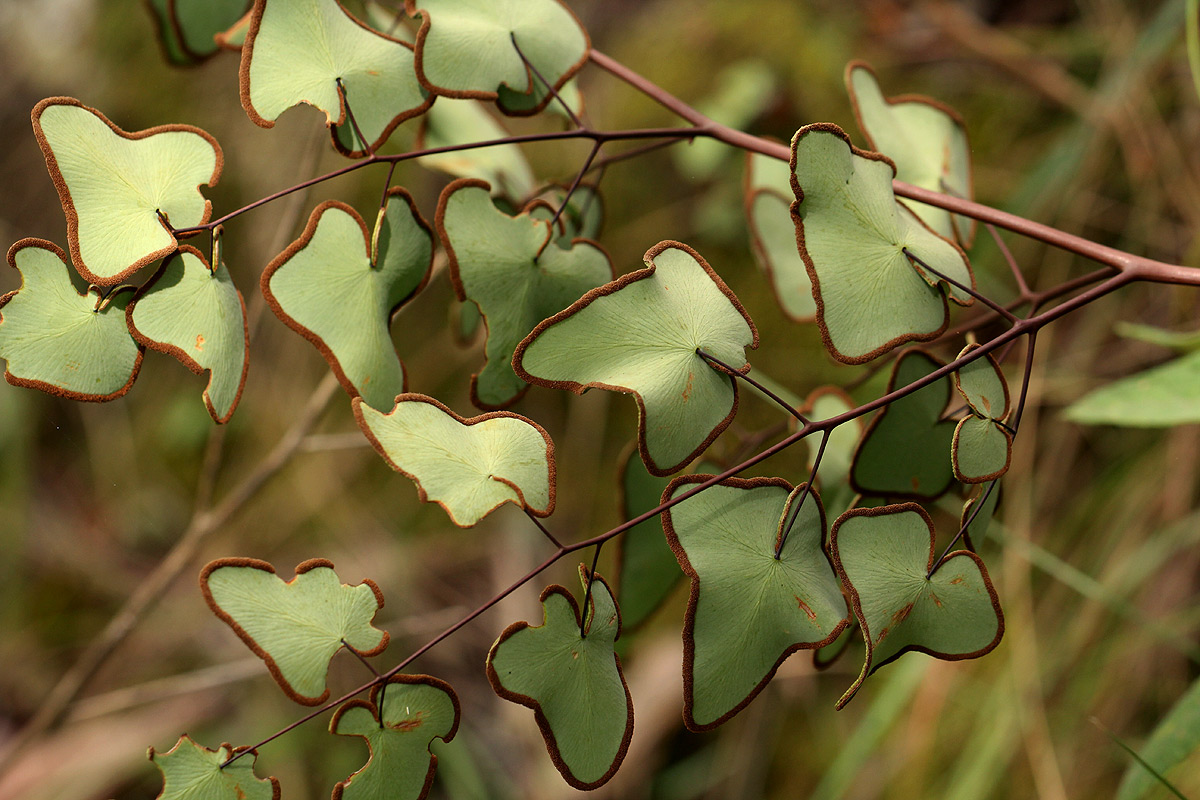 Pellaea calomelanos var. swynnertoniana Pellaea calomelanos var. swynnertoniana
