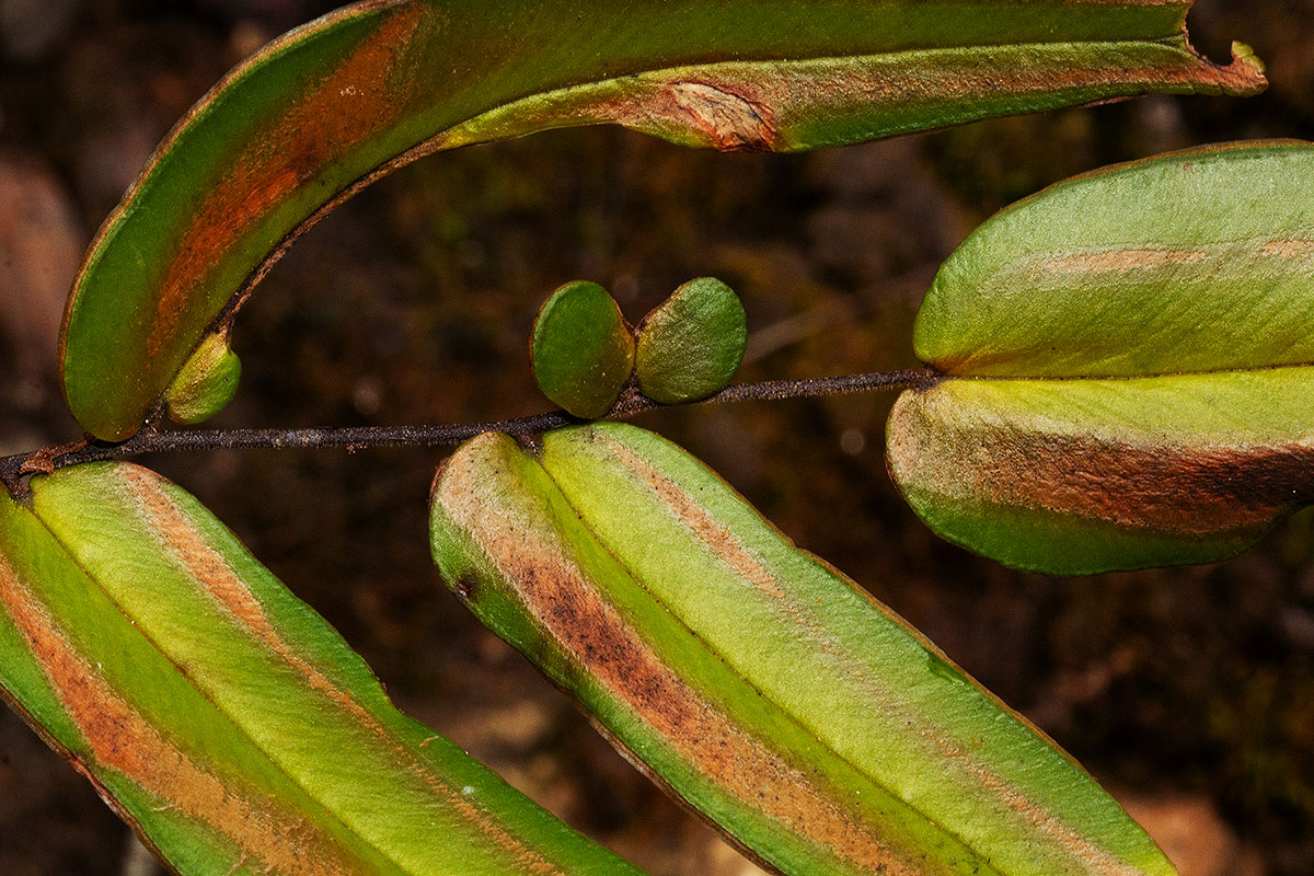 Pellaea doniana Pellaea doniana