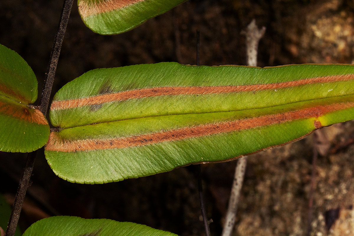 Pellaea doniana Pellaea doniana