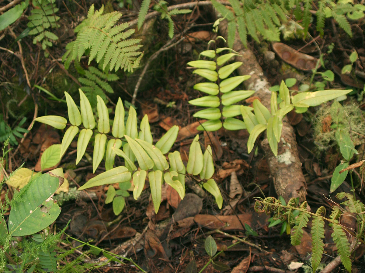 Pellaea doniana Pellaea doniana