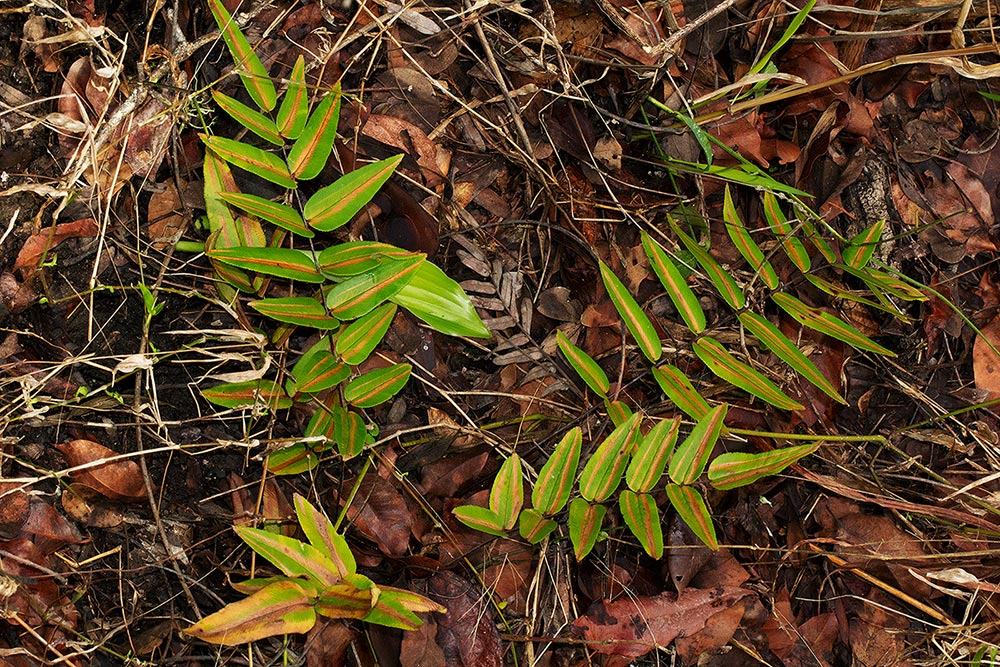Pellaea doniana Pellaea doniana