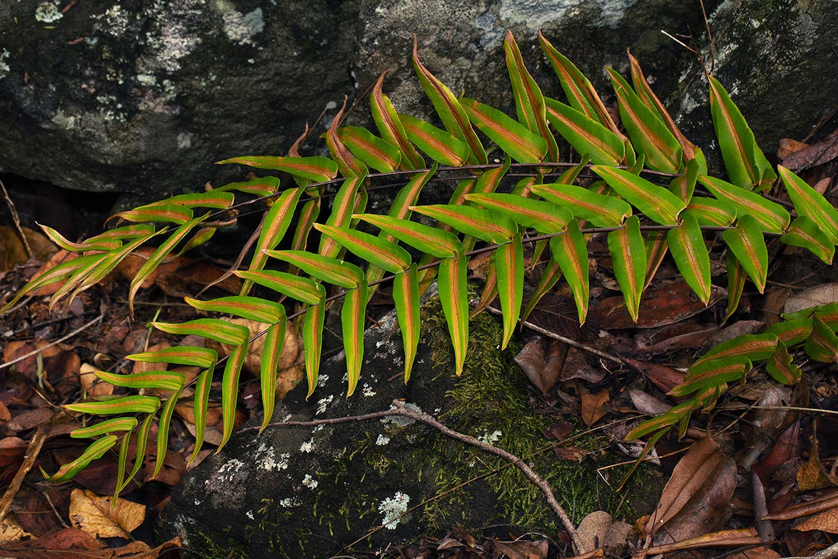 Pellaea doniana Pellaea doniana