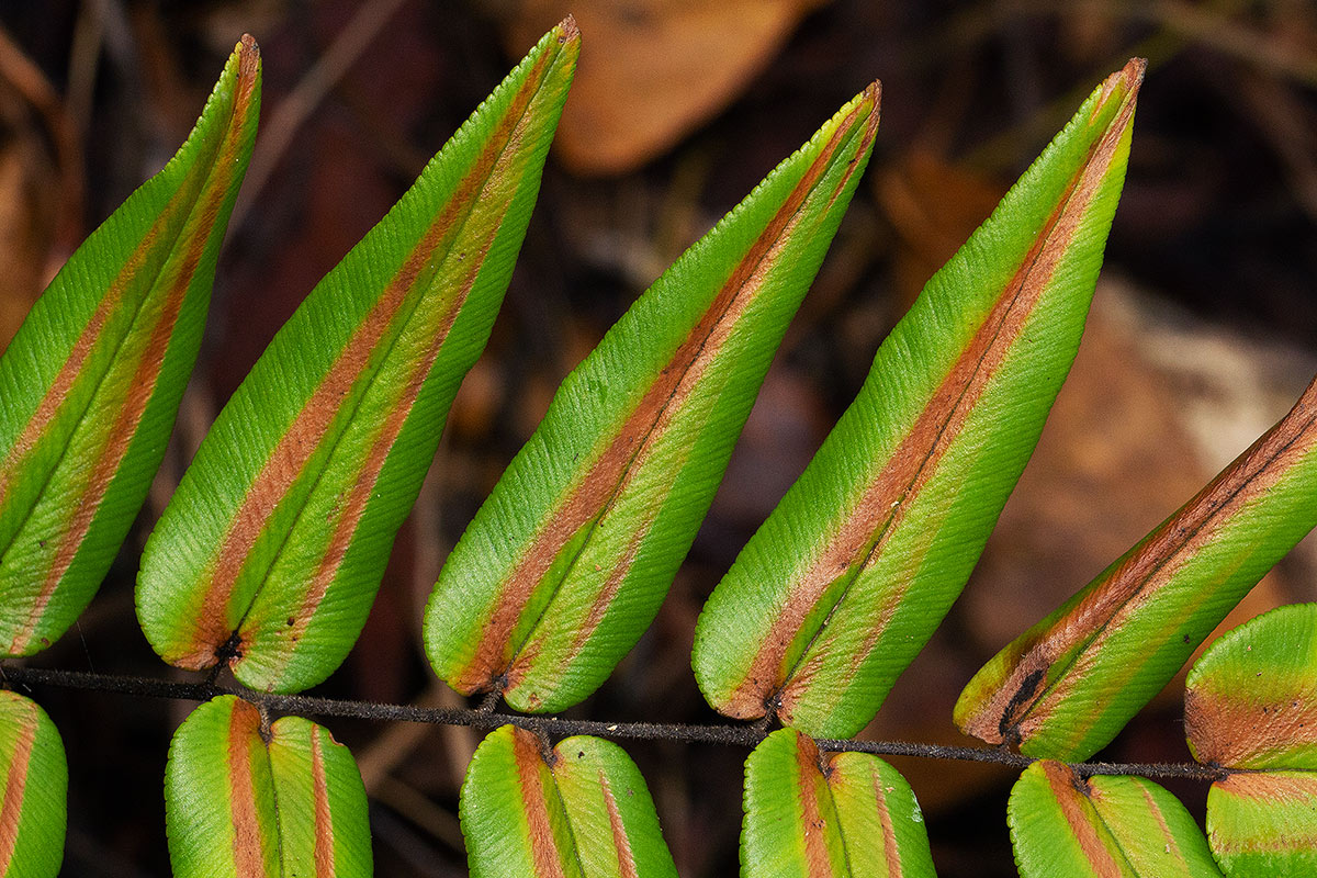 Pellaea doniana Pellaea doniana