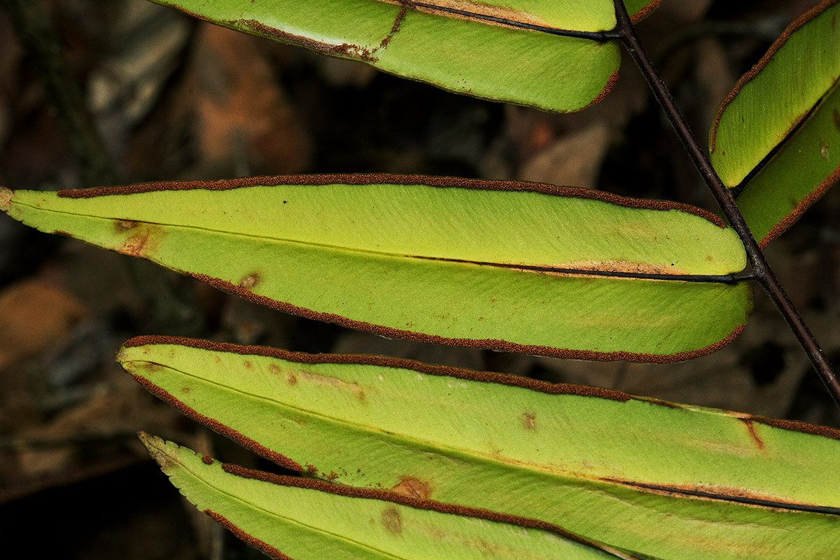 Pellaea doniana Pellaea doniana