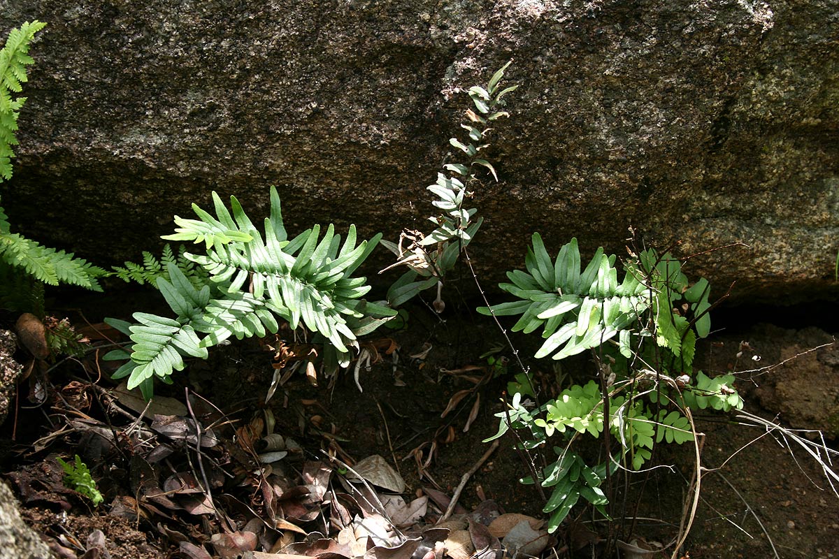 Pellaea dura var. dura Pellaea dura var. dura