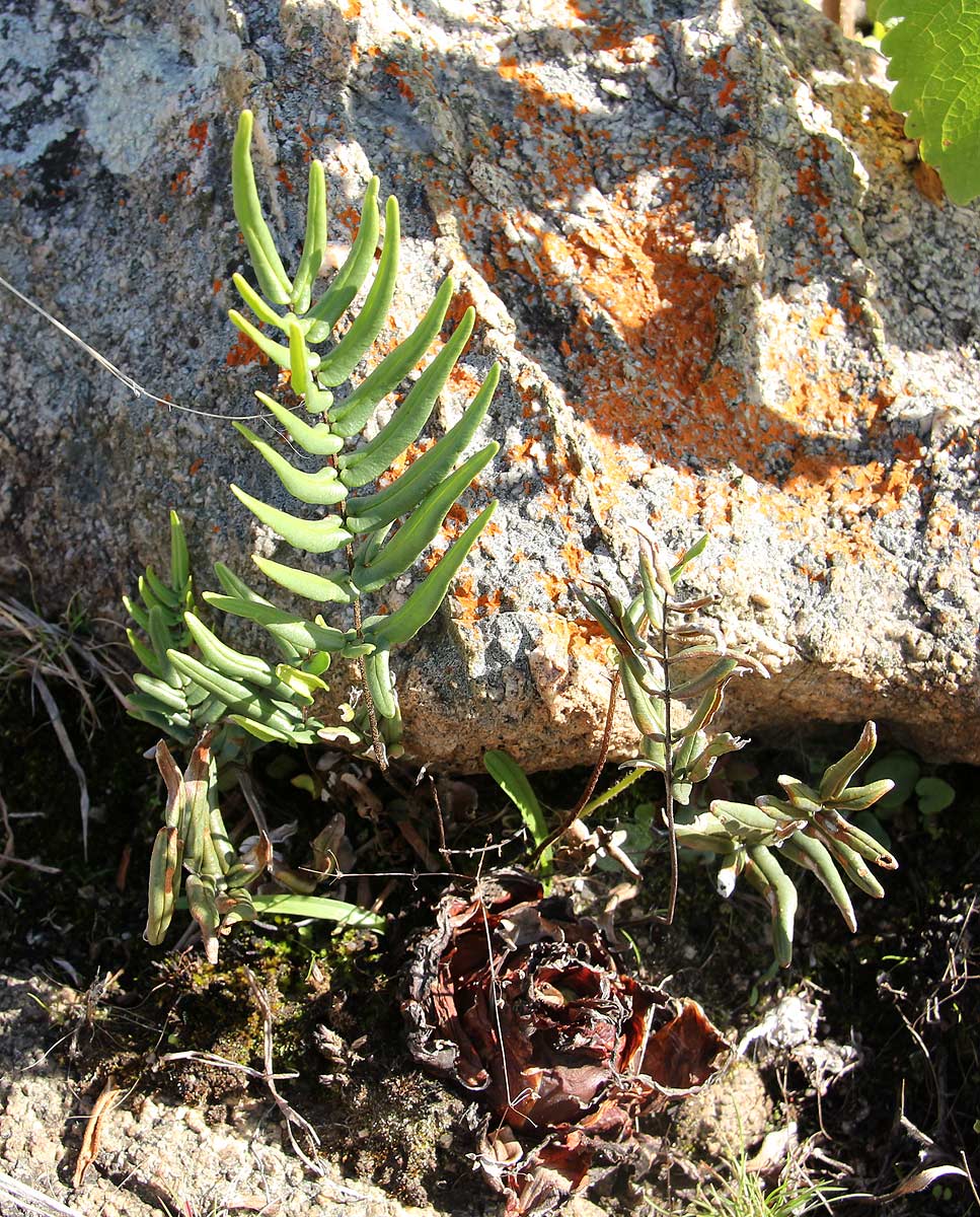 Pellaea dura var. dura Pellaea dura var. dura