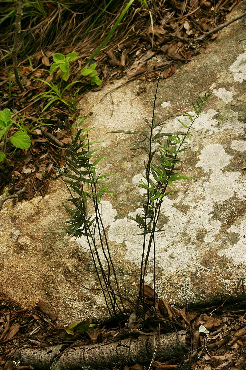Pellaea dura var. dura Pellaea dura var. dura