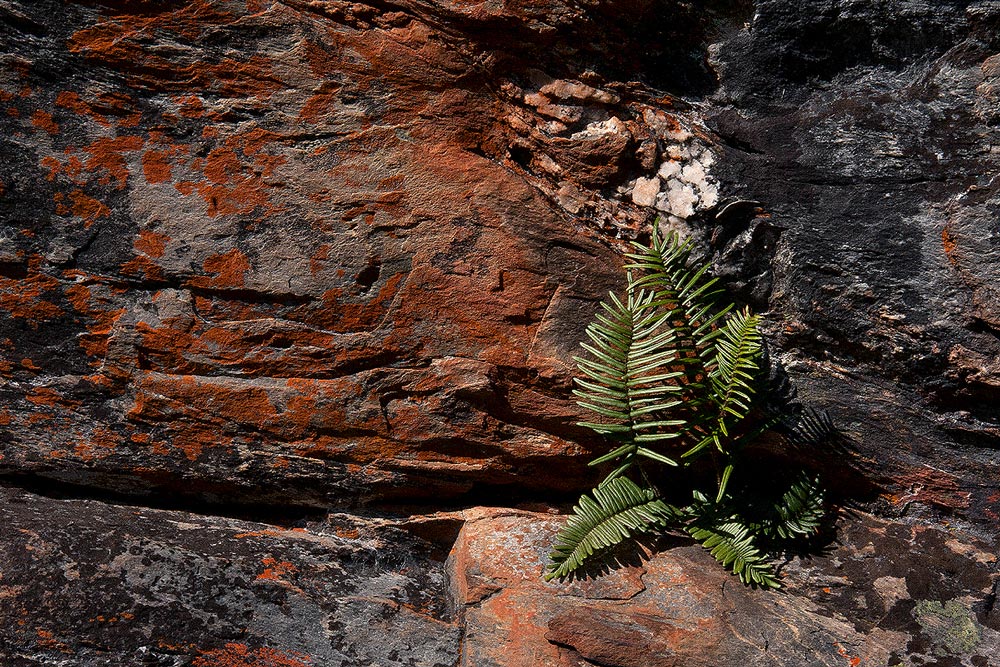 Pellaea pectiniformis Pellaea pectiniformis