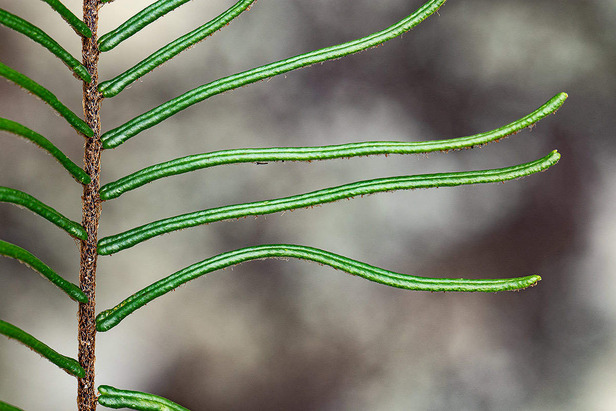 Pellaea pectiniformis Pellaea pectiniformis