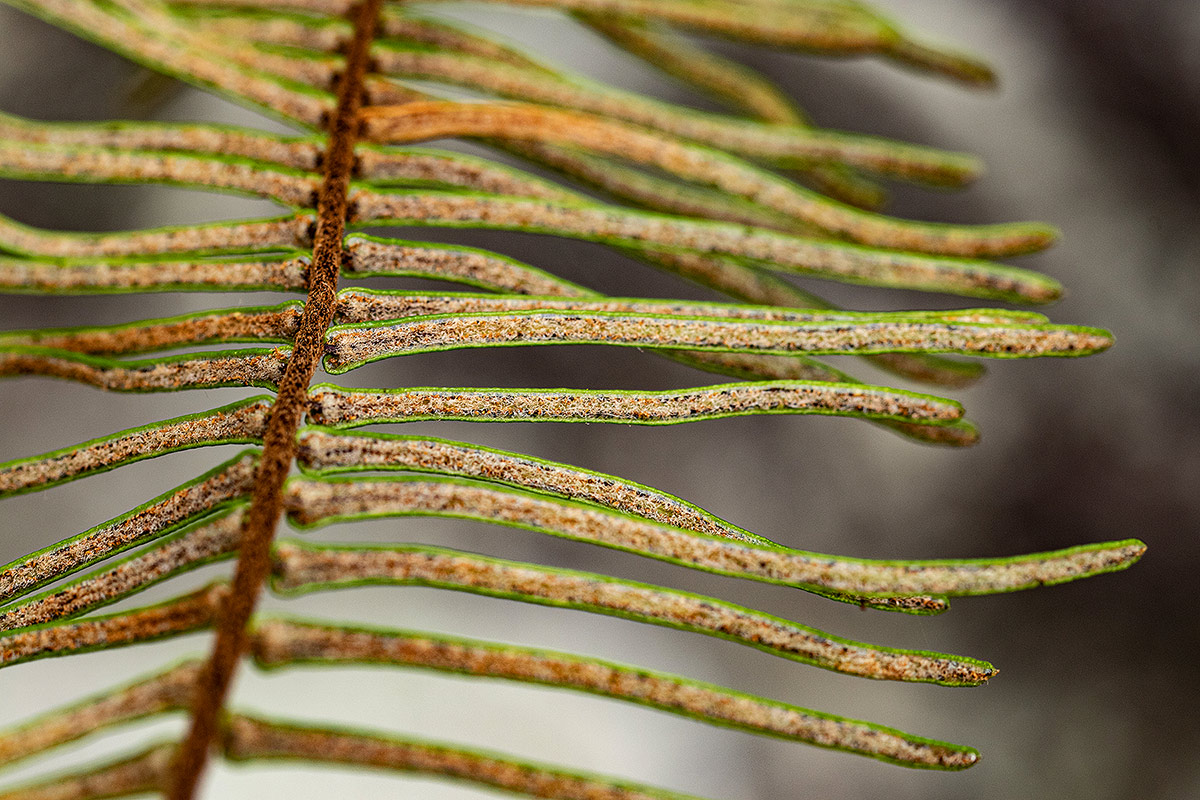 Pellaea pectiniformis Pellaea pectiniformis