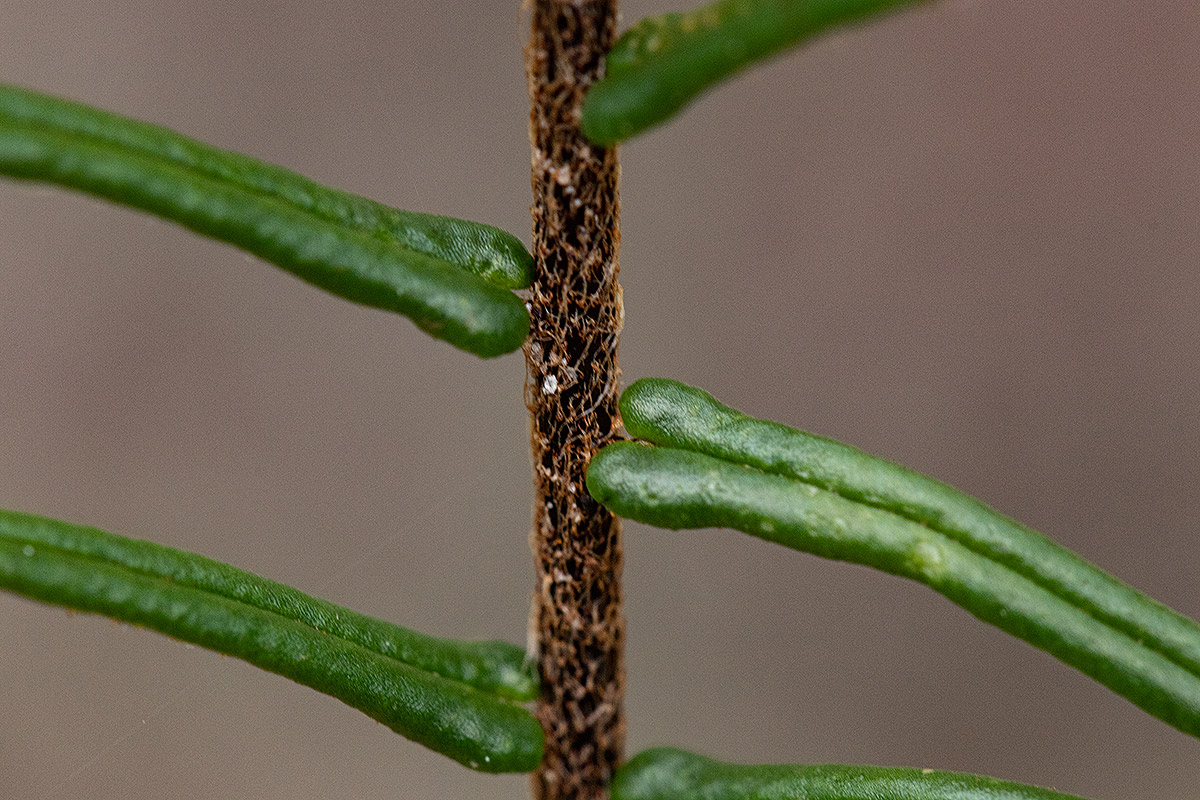 Pellaea pectiniformis Pellaea pectiniformis