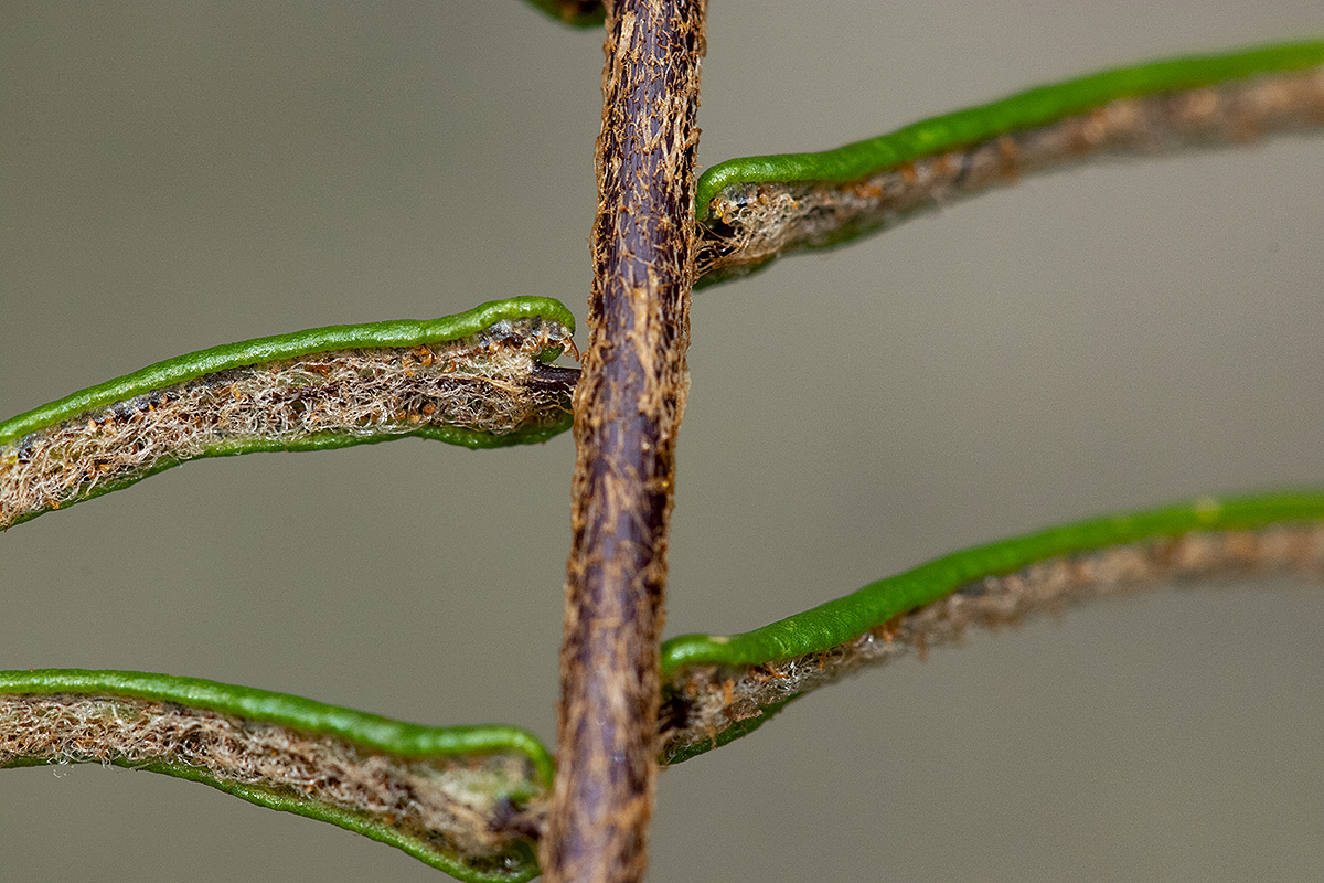 Pellaea pectiniformis Pellaea pectiniformis