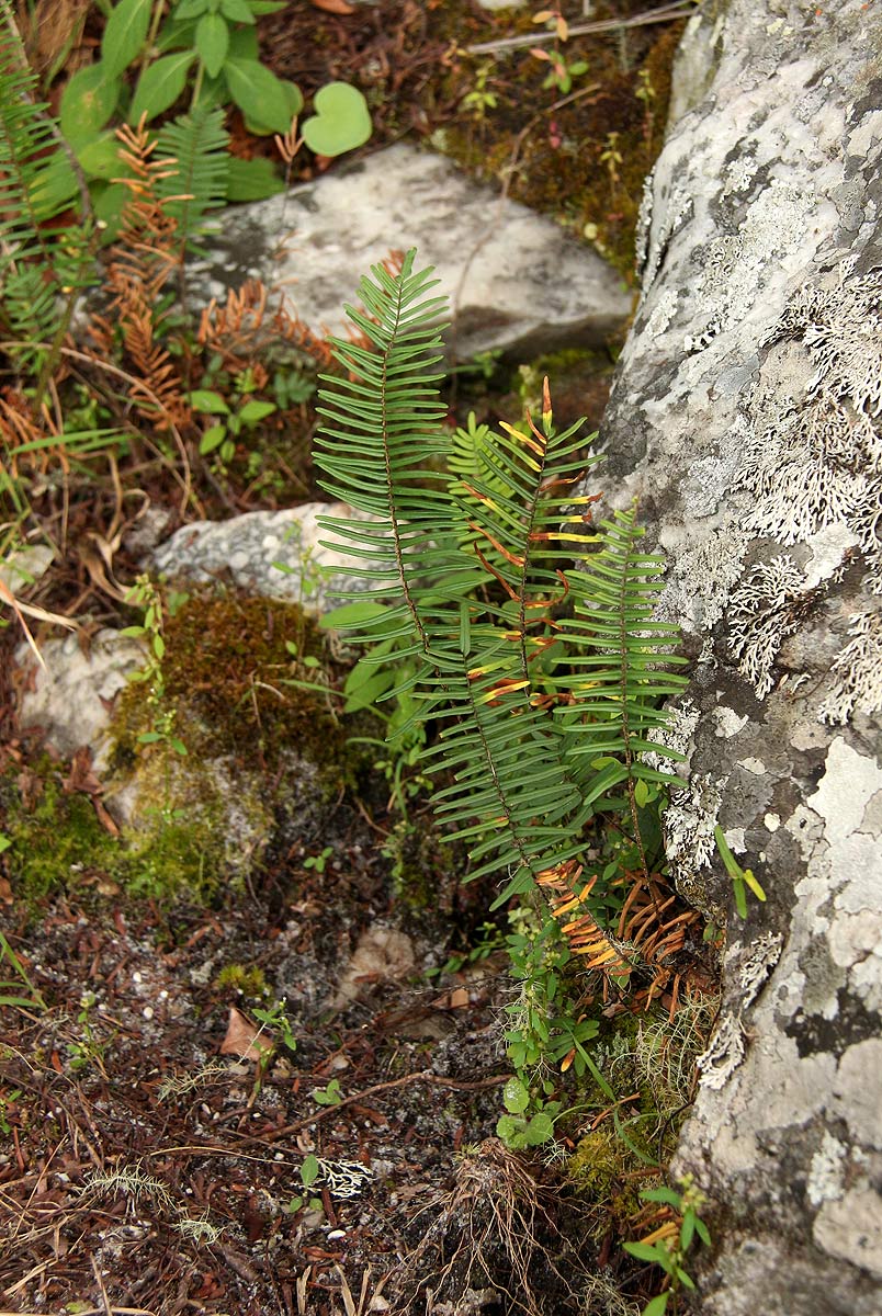 Pellaea pectiniformis Pellaea pectiniformis