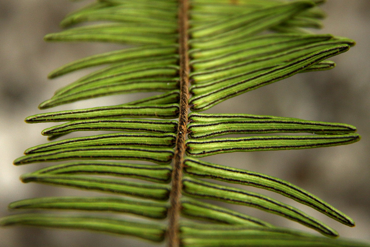 Pellaea pectiniformis Pellaea pectiniformis