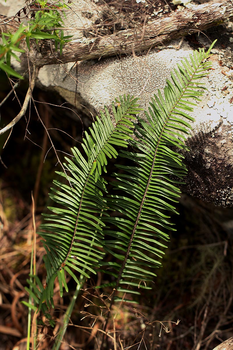 Pellaea pectiniformis Pellaea pectiniformis