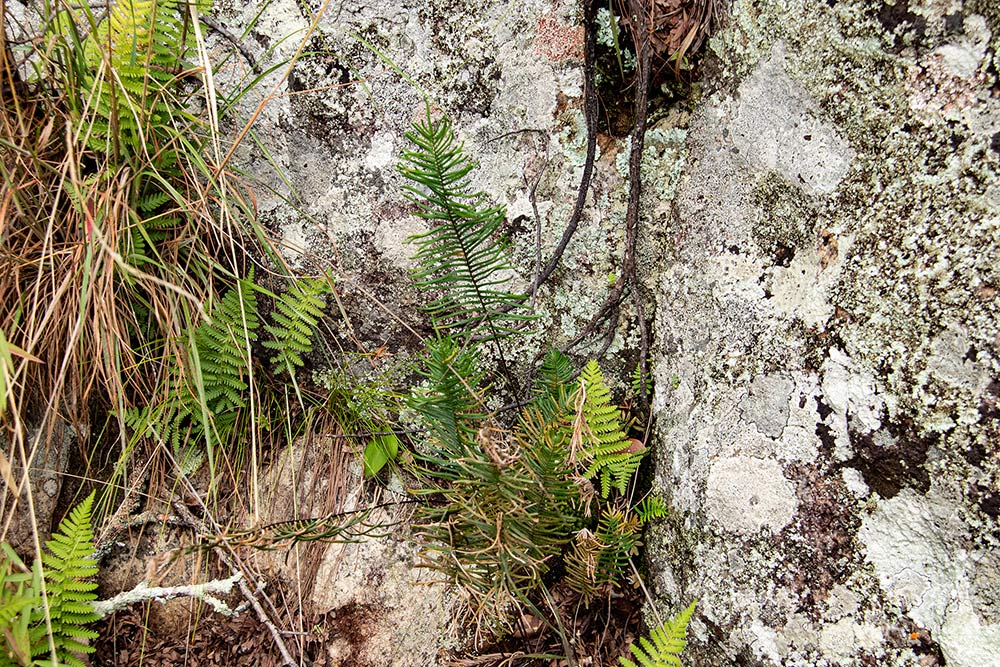 Pellaea pectiniformis Pellaea pectiniformis