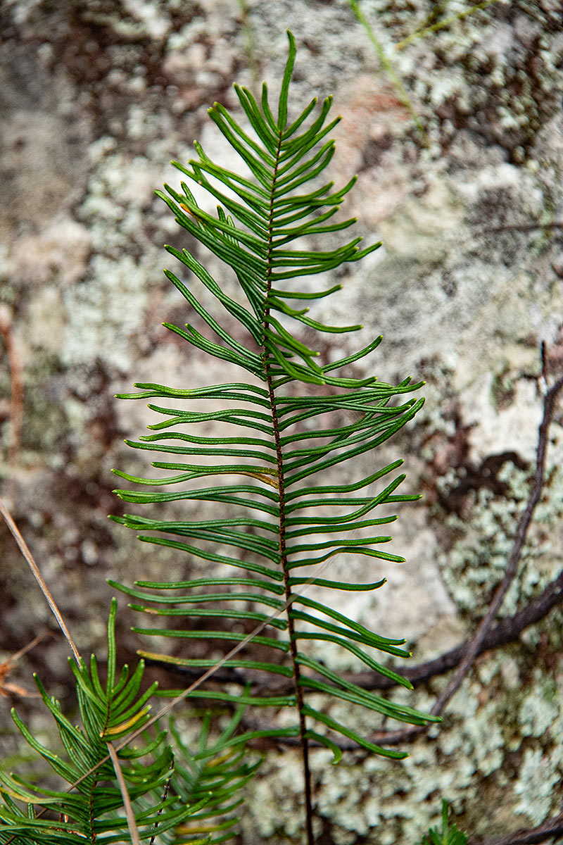 Pellaea pectiniformis Pellaea pectiniformis
