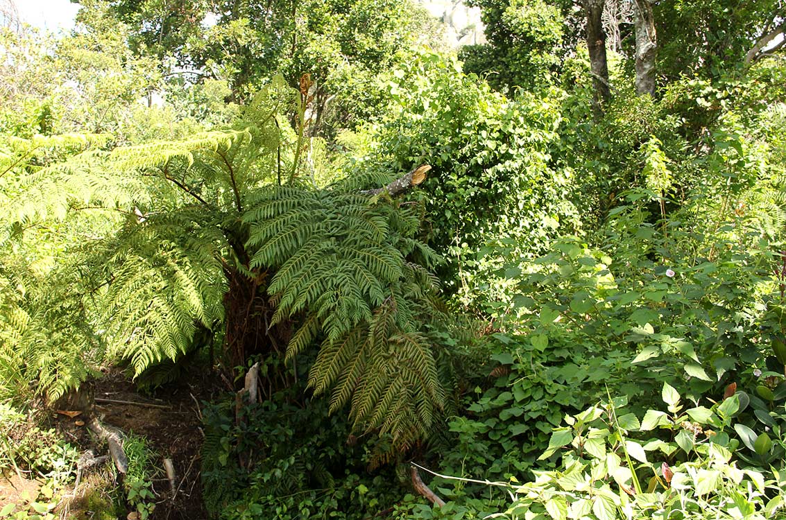 Cyathea dregei Cyathea dregei