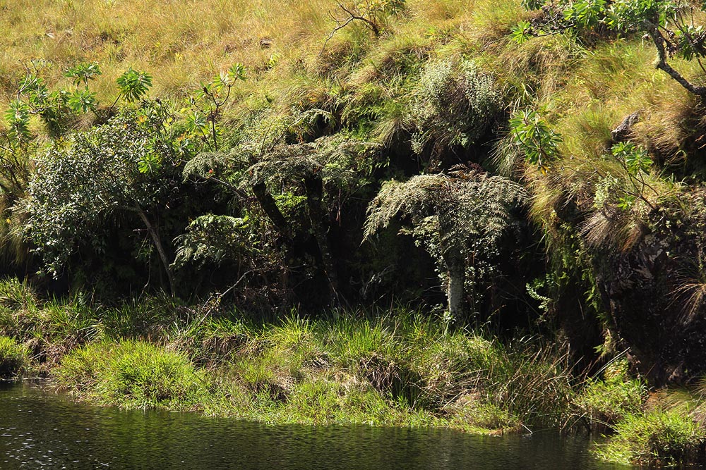 Cyathea dregei Cyathea dregei