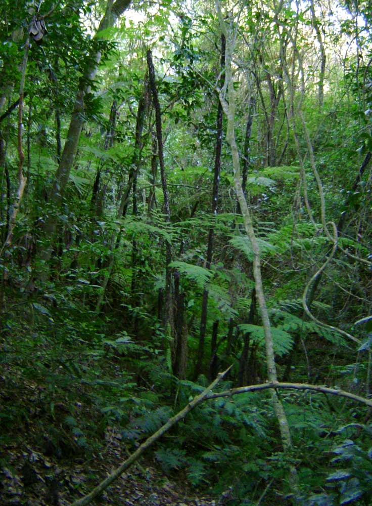 Cyathea manniana Cyathea manniana