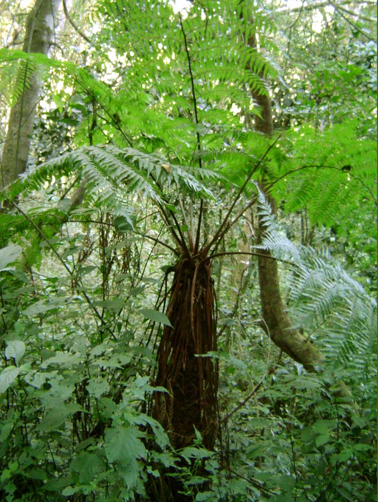 Cyathea thomsonii Cyathea thomsonii