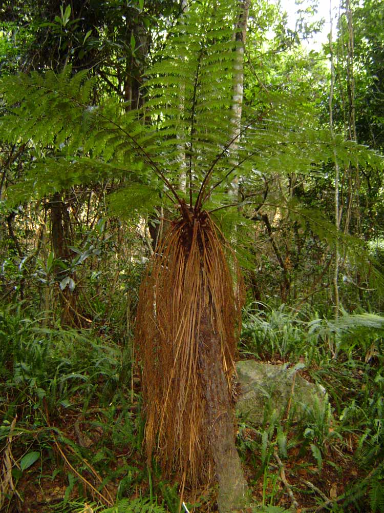 Cyathea thomsonii Cyathea thomsonii
