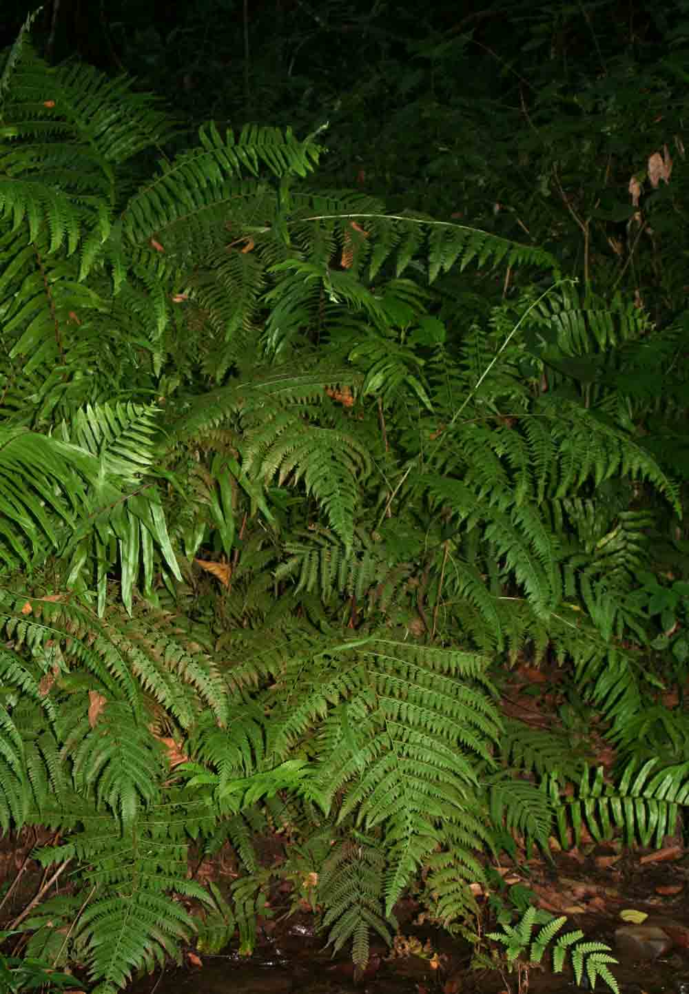 Microlepia speluncae Microlepia speluncae